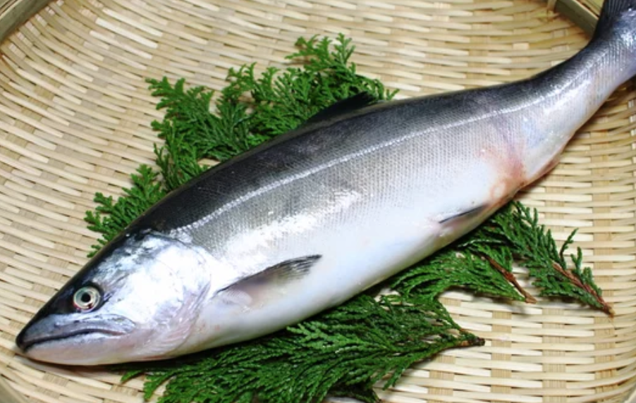 婚姻色 サクラマス 雄、♂約56㎝ 桜鱒 魚 エフクラフト製 十和田湖産 剥製 - フィッシング