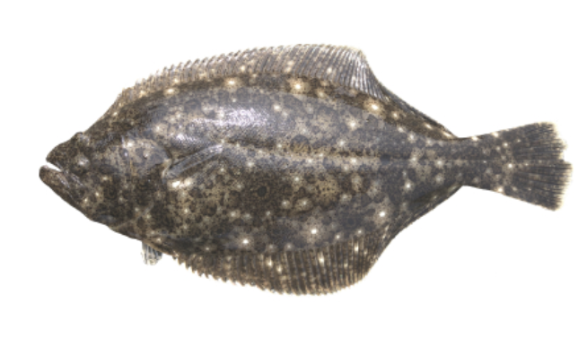 ヒラメ | 株式会社大和海商